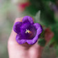 150 Mixed Colors CUP & SAUCER (Canterbury Bells) Campanula Medium Flower Seeds