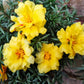 100 Yellow PORTULACA MOSS ROSE Portulaca Grandiflora Succulent Flower Seeds