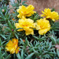 100 Yellow PORTULACA MOSS ROSE Portulaca Grandiflora Succulent Flower Seeds
