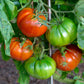 500 BEEFSTEAK TOMATO Lycopersicon Lycopersicum Fruit Vegetable Seeds