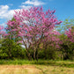 40 GIANT REDBUD TREE Cercis Gigantea Pink Purple Flower Seeds