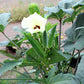 150 EMERALD GREEN Velvet OKRA Spineless Abelmoschus Esculentus Vegetable Seeds