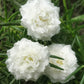 100 White PORTULACA Grandiflora / MOSS ROSE Succulent Flower Seeds