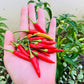 30 BIRDS Eye CHILI PEPPER (Chiltepin Pepper) Capsicum Frutescens Vegetable Seeds