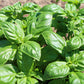 2000 SWEET GENOVESE BASIL Ocimum Basilicum Herb Flower Seeds