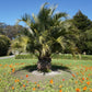 5 MEDITERRANEAN FAN PALM European Dwarf Tree Shrub Chamaerops Humilis Seeds