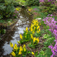 10 Yellow SWAMP LANTERN Moist Lysichiton Americanus Skunk Cabbage Flower Seeds