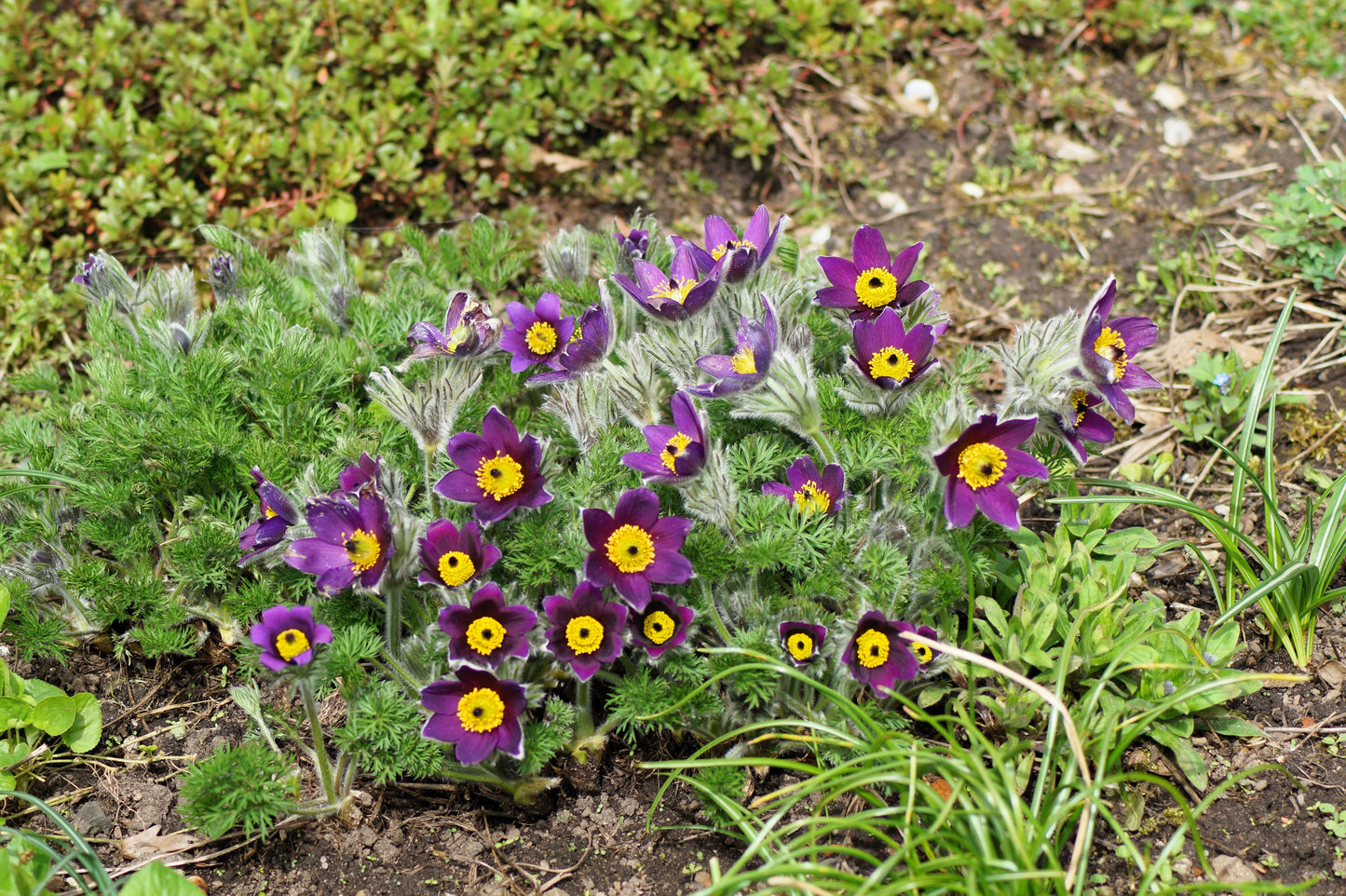 25 VIOLET ANEMONE Pulsatilla Vulgaris Purple PASQUE Flower Seeds