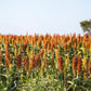 100 DALE SORGHUM Bicolor Syrup Flour Grain Vegetable Seeds