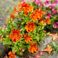 250 TIGER MONKEY Mixed Colors Mimulus Tigrinus Flower Seeds