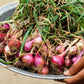 100 SCARLET BANDIT Bunching ONION Red Allium Cepa Vegetable Seeds