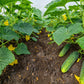 200 NATIONAL PICKLING CUCUMBER Fruit Cucumis Sativus Seeds