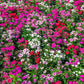 500 MIXED CHINESE PINKS China Rainbow Pink Dianthus Chinensis Bicolor Flower Seeds