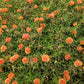 100 Mixed Colors PORTULACA MOSS ROSE Grandiflora Flower Seeds