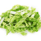 500 Early JERSEY WAKEFIELD CABBAGE Brassica Oleracea Capitata Vegetable Seeds