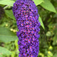 50 Dark PURPLE BUTTERFLY BUSH Buddleja Davidii Hummingbird Shrub Fragrant Flower Seeds