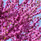 40 GIANT REDBUD TREE Cercis Gigantea Pink Purple Flower Seeds