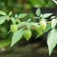 50 PINEAPPLE TOMATILLO Yellow Ground Cherry Physalis Ixocarpa Fruit Vine Seeds