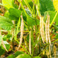 50 ADZUKI BEAN Aduki Red Bean Maroon Phaseolus Angularis Legume Vegetable Seeds