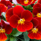 50 RED & YELLOW PANSY Violet Viola Wittrockiana Flower Seeds