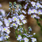 25 BLUE STREAK SPEEDWELL Veronica Gentianoides Flower Seeds