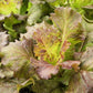 3000 BRONZE MIGNONETTE LETTUCE Butterhead Lactuca Sativa Vegetable Seeds