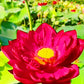 3 Organic Mixed Colors LOTUS Nelumbo Nucifera Pond Water Lily Lilypad Blue Red Flower Large Seeds