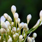 25 WHITE LILY of the NILE Agapanthus Orientalis African Lily Flower Seeds