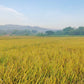 100 Long Grain BROWN WHITE RICE Oryza Sativa Vegetable Seeds