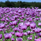 1000 LAVENDER POPPY Purple Papaver Somniferum Flower Seeds