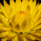 50 YELLOW DOUBLE STRAWFLOWER  Xerochrysum Bracteatum Helichrysum Flower Seeds