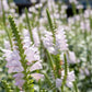 50 WHITE Showy OBEDIENT PLANT False Dragon Head Physostegia Virginiana Flower Seeds