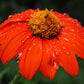 50 RED MEXICAN Torch SUNFLOWER Tithonia Rotundifolia Red Orange Flower Seeds
