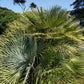 10 Hardy SABAL PALM TREE Cabbage Palmetto Flower Seeds
