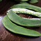20 FORDHOOK LIMA BEAN Phaseolus Lunatus Bush Bean Vegetable Seeds