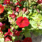 100 Twinkle RED MONKEY FLOWER Mimulus Seeds