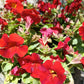 100 Twinkle RED MONKEY FLOWER Mimulus Seeds