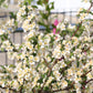 30 Sargent CRAB APPLE Shrub Hummingbird Flower White Red Malus Sargentii Seeds