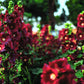 25 BURGUNDY RED HOLLYHOCK Alcea Rosea Flower Seeds Perennial