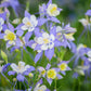 50 Blue ROCKY MOUNTAIN COLUMBINE Aquilegia Caerulea Flower Seeds