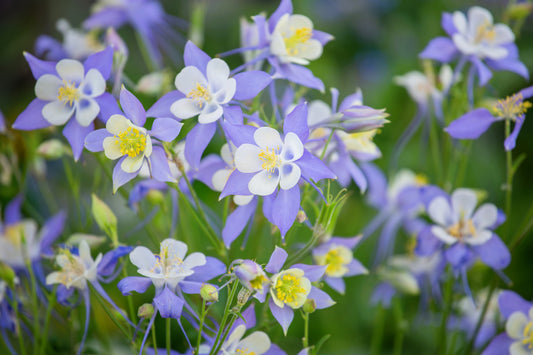 50 Blue ROCKY MOUNTAIN COLUMBINE Aquilegia Caerulea Flower Seeds