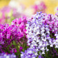2000 NORTHERN LIGHTS Mix SNAPDRAGON Linaria Maroccana Flower Seeds