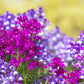 2000 NORTHERN LIGHTS Mix SNAPDRAGON Linaria Maroccana Flower Seeds