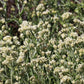 100 White SWEET EVERLASTING Gnaphalium Obtusifolium Butterfly Flower Herb Seeds