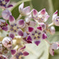 10 GIANT MILKWEED Sodom Apple Calotropis Procera Crown Flower Shrub Seeds
