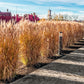 10 RED MAIDEN GRASS Miscanthus Sinensis Plumes Ornamental Flower Seeds