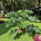 15 Lacy TREE PHILODENDRON Split Leaf Cut-leaf Selloum House Plant Seeds