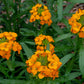 500 SIBERIAN WALLFLOWER Erysimum Cheiranthus Allionii Orange Flower Seeds