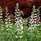 50 WHITE WILD INDIGO Baptisia Alba Usa Native Pollinator Flower Seeds