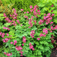 10 Pink FRINGED Fern Leaf BLEEDING HEART Dicentra Eximia Fernleaf Sun or Shade Flower Seeds
